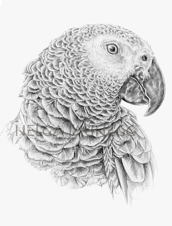 550x720 Pin By Niamh Tyson On Max Art Science Illustration - Parrot Pencil Sketch