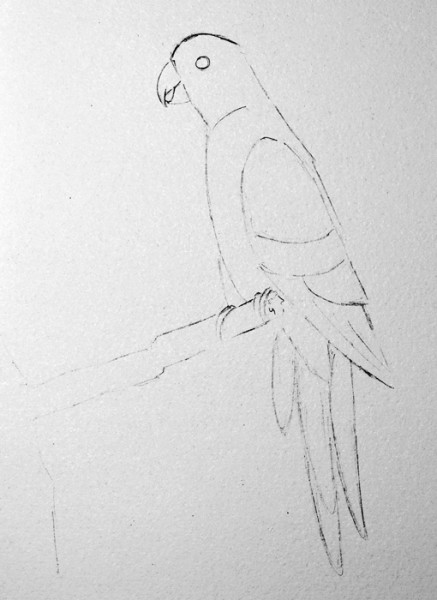 437x600 Step By Step To The Parrot Painting With Olga - Parrot Pencil Sketch