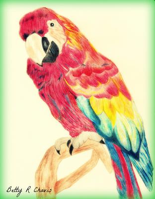 312x400 Colored Pencil Drawing Of A Parrot - Parrot Pencil Sketch