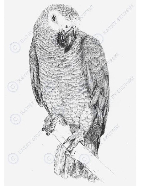 475x593 African Grey Parrot Clipart Sketch - Parrot Pencil Sketch