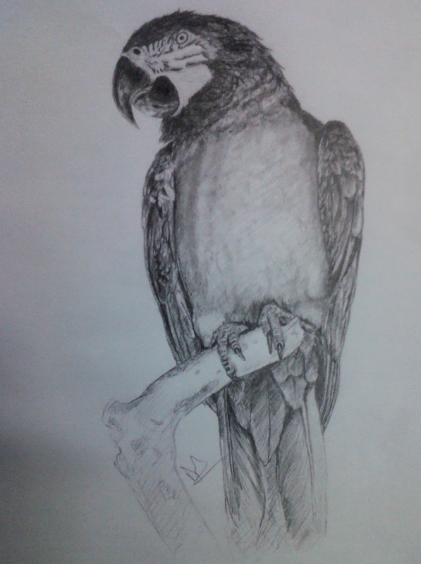597x800 Parrot - Parrot Pencil Sketch