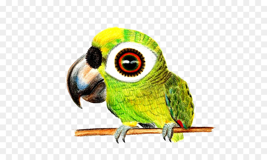 900x540 Bird Drawing Colored Pencil Sketch - Parrot Pencil Sketch