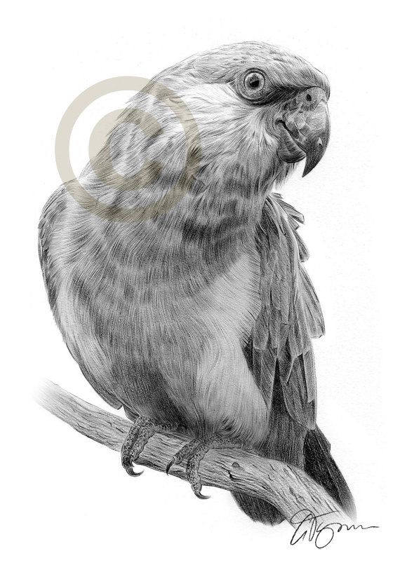 570x806 Bird Parrot Pencil Drawing Print - Parrot Pencil Sketch