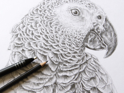 400x300 Gray Parrot Pencil Drawing By Helga Jaunegg - Parrot Pencil Sketch