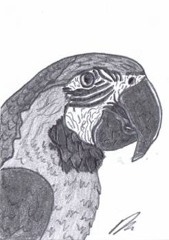 246x350 Macaw Parrot Sketch By Damian Brown - Parrot Sketch