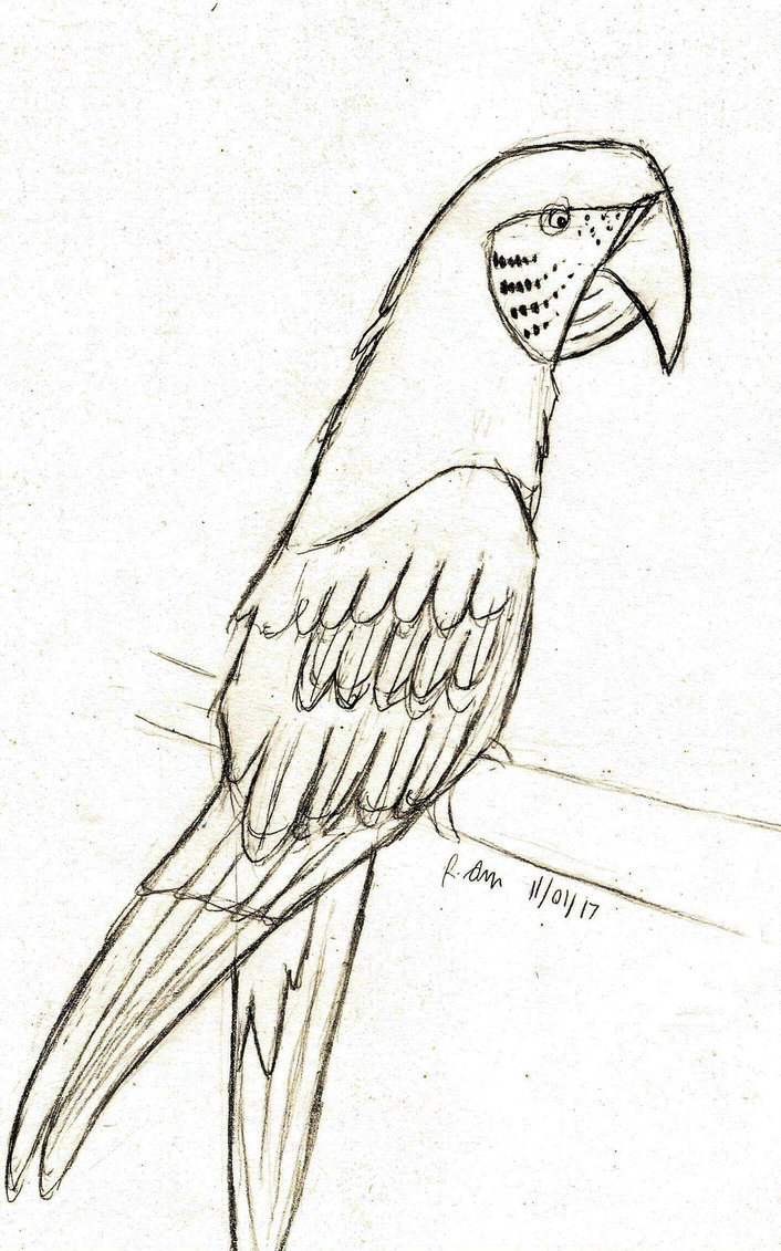 706x1131 Mccaw Parrot Sketch By Chibibeckyg - Parrot Sketch