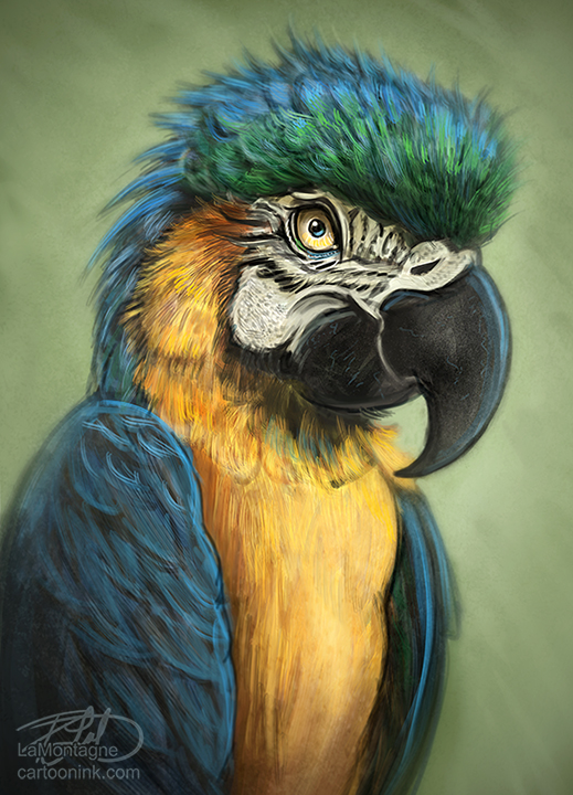 519x720 Parrot Sketch - Parrot Sketch