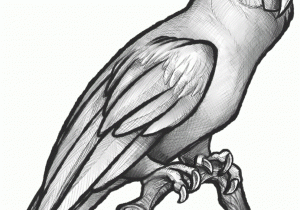300x210 Parrot Sketch Drawing How To Sketch A Parrot - Parrot Sketch