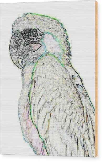 389x618 Parrot Sketch Photograph By Mary J Tait - Parrot Sketch