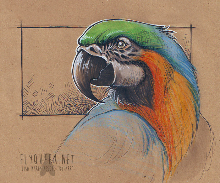 700x584 Parrot Sketch By Rotarr - Parrot Sketch