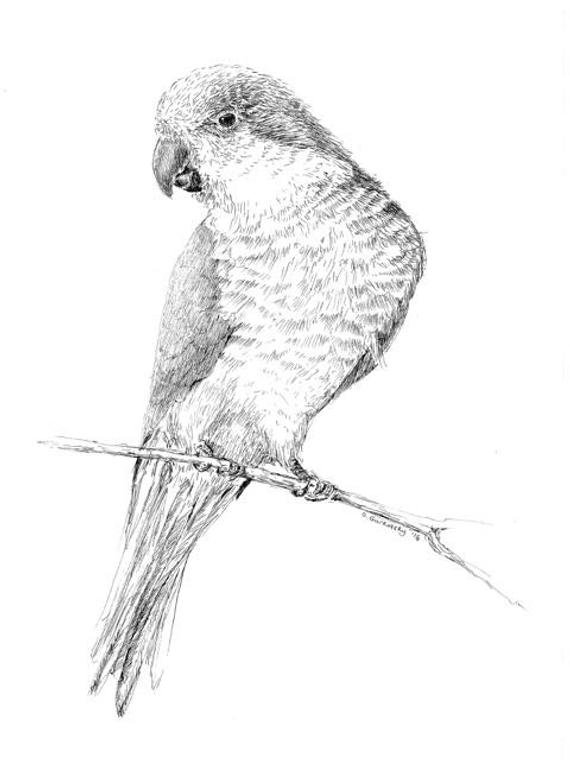 570x760 Quaker Parrot Illustration Parakeet Print Black And White Etsy - Parrot Sketch