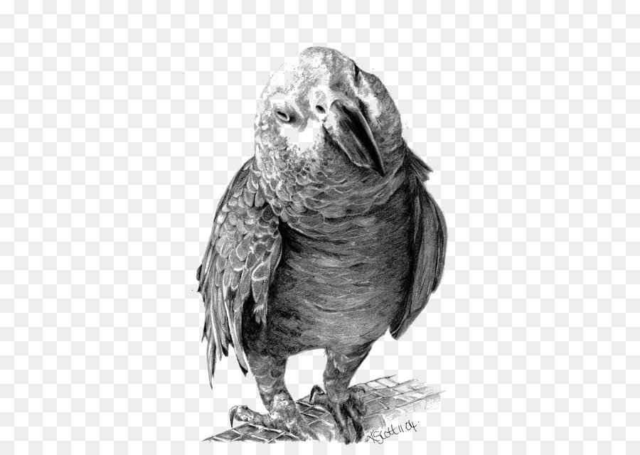 900x640 Drawing Pencil Art Portrait Sketch - Parrot Sketch