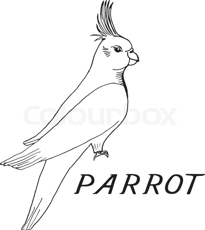 713x800 Hand Draw Parrot Sketch Style On A Black White Background, Used - Parrot Sketch