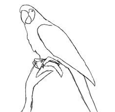 236x230 Drawn Parrot Sketch - Parrot Sketch Images