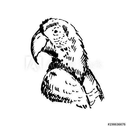 500x500 Hand Drawn Scarlet Macaw (Ara Macao) Parrot. Sketch, Vector - Parrot Sketch Images