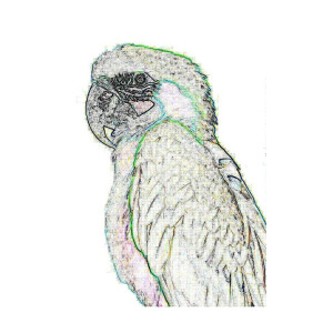 300x300 Parrot Sketch Photograph By Mary J Tait - Parrot Sketch Images