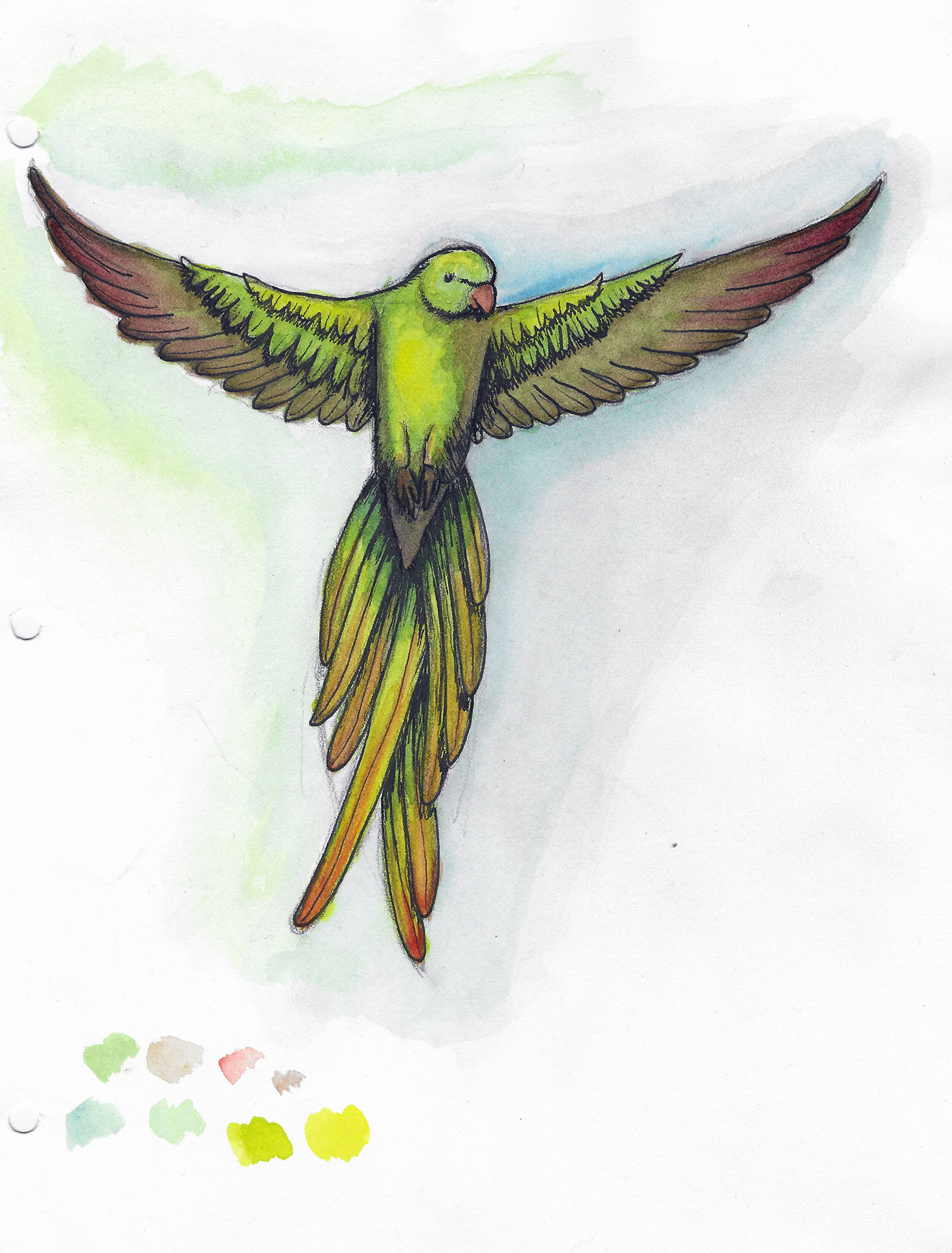 1400x1842 Parrot Sketch On Behance - Parrot Sketch Images