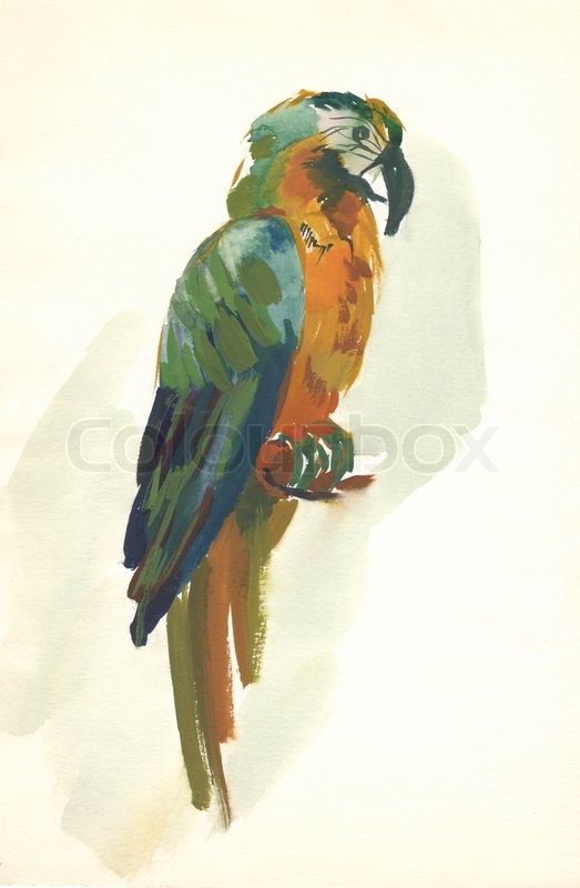523x800 Watercolor Parrot Sketch Stock Photo Colourbox - Parrot Sketch Images