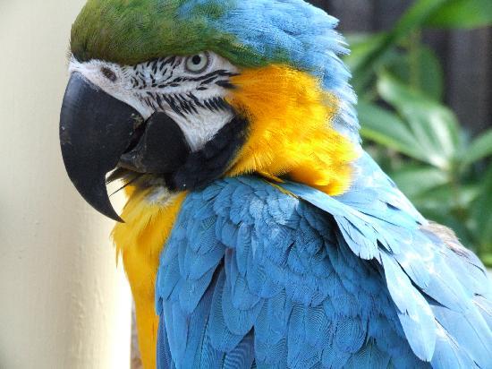 550x412 The Alive Parrot Sketch - Parrot Sketch Images