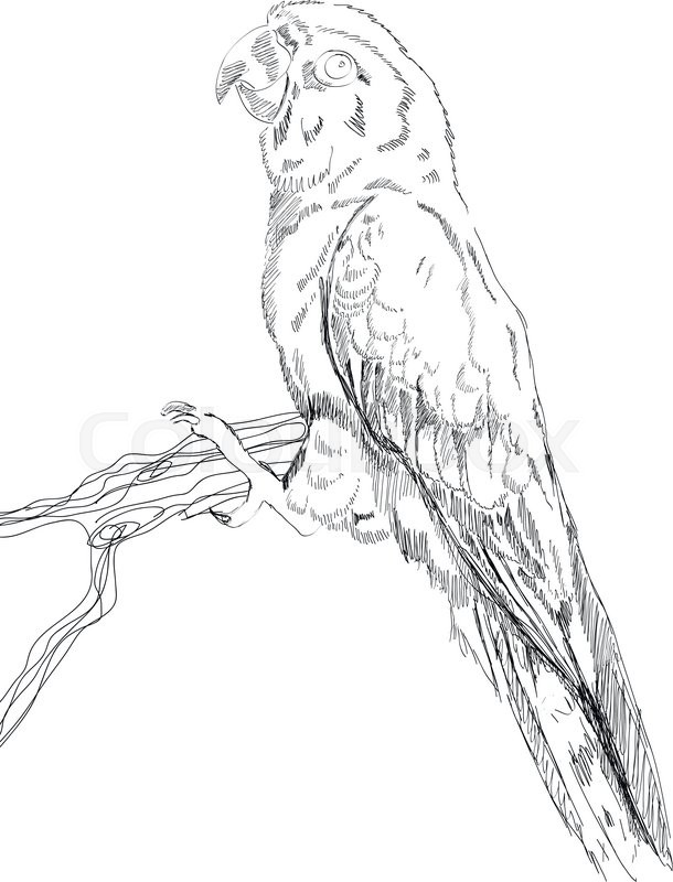 610x800 Black And White Vector Sketch Of A Macaw Parrot. Stock Vector - Parrot Sketch Images