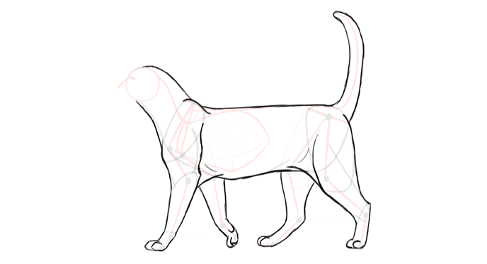 688x373 How To Draw Cats Step By Step With Monika Zagrobelna - Parts Of The Body Sketch