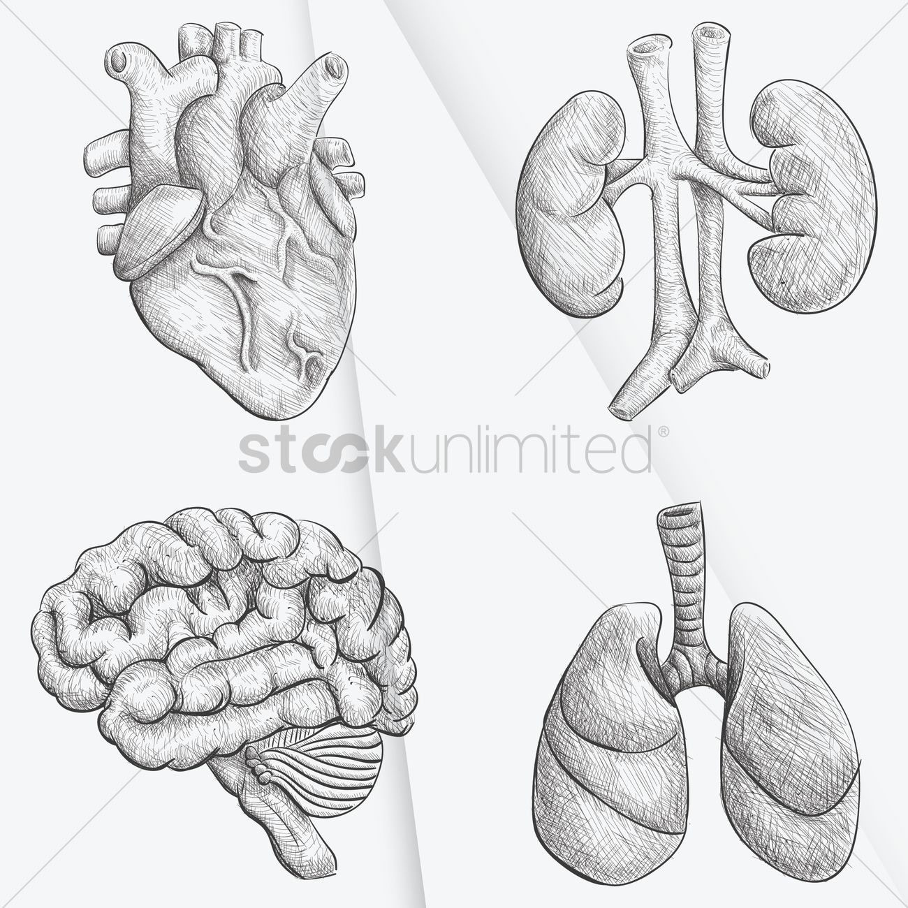1300x1300 Set Of Body Parts Vector Image - Parts Of The Body Sketch
