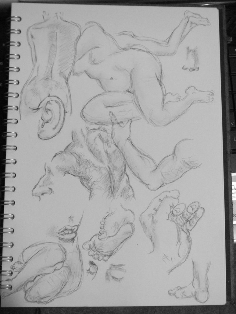 774x1032 Sketch Of Different Body Parts By Ssssophie - Parts Of The Body Sketch