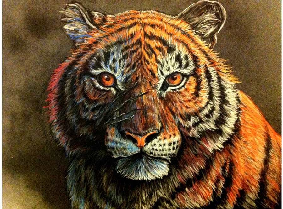 900x667 Eyes Of The Tiger - Pastel Color Sketch