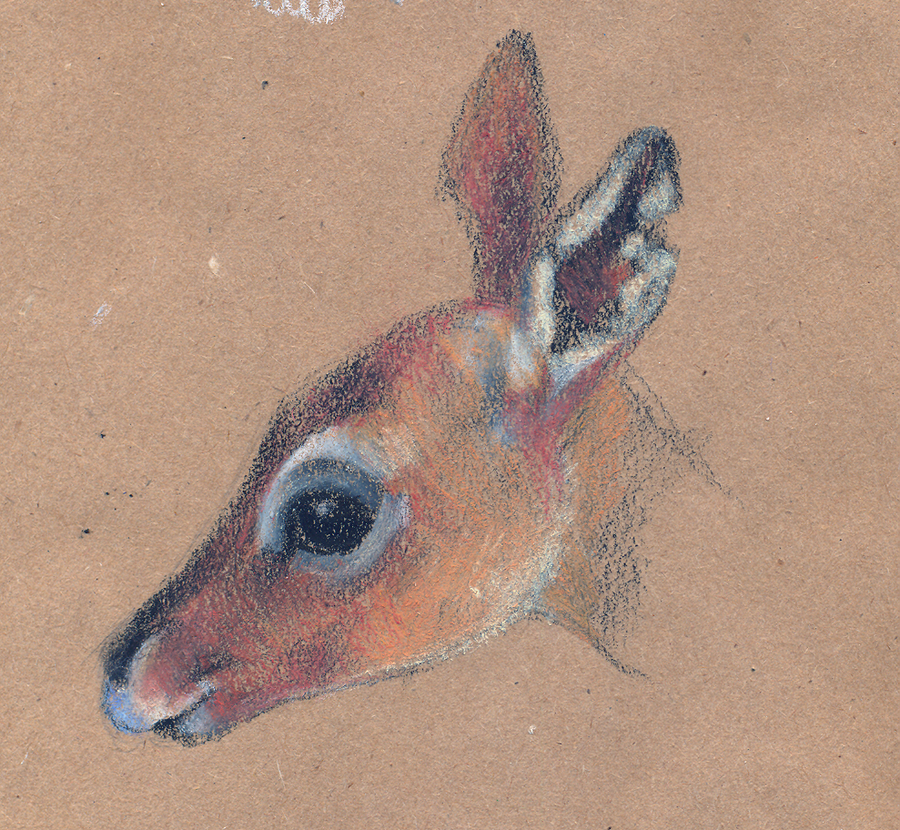 900x830 Deer Pastel Sketch By Asyuumi - Pastel Sketch
