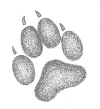 336x366 Wolf Paw Print Tattoo Sketch Tattoo Ideas - Paw Print Sketch