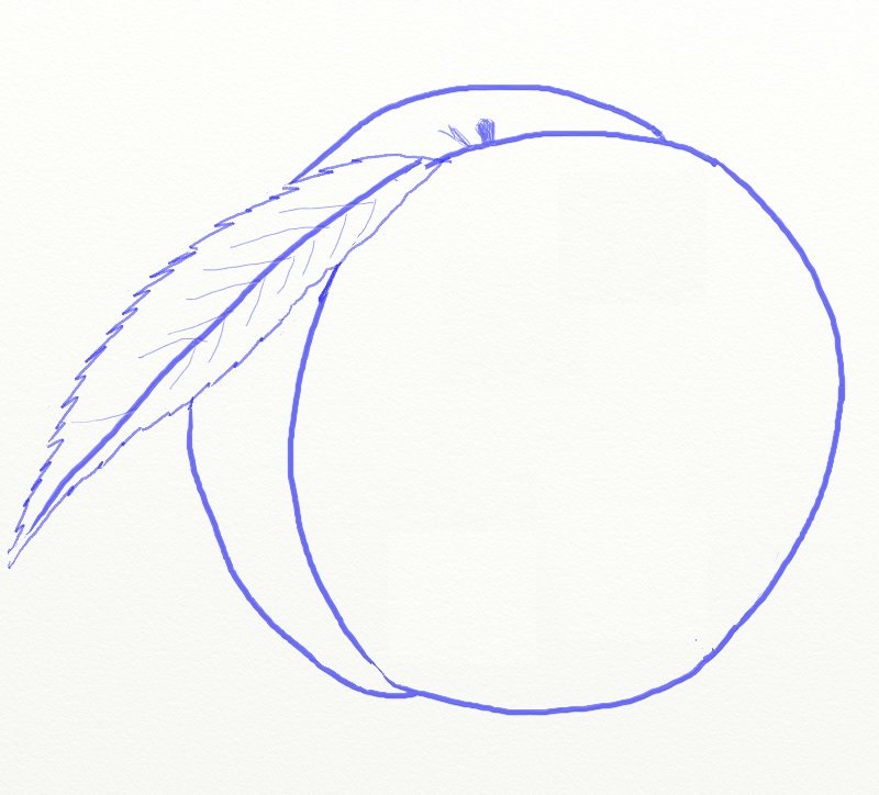 800x724 How To Draw A Peach Fruit - Peach Sketch