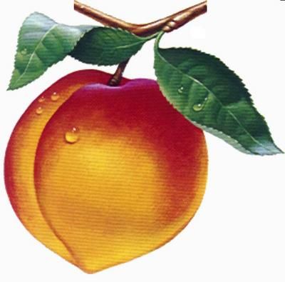 400x395 Peach Drawing, Pencil, Sketch, Colorful, Realistic Art Images - Peach Sketch