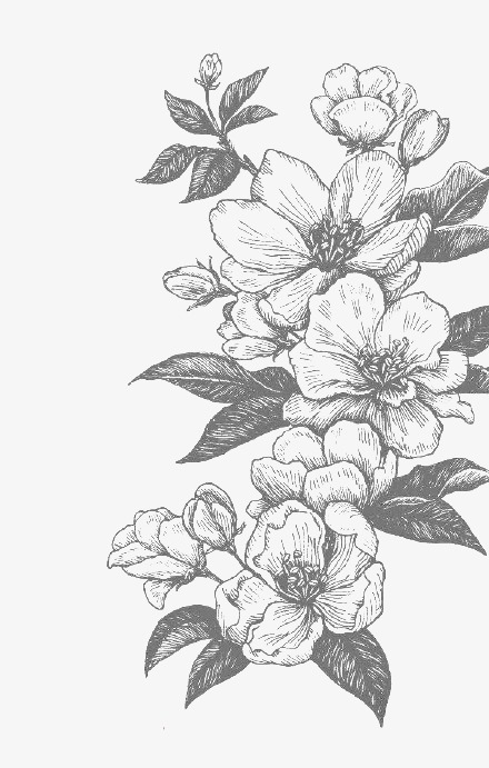 440x691 Peach Sketch, Peach Clipart, Hand Painted Png Image And Clipart - Peach Sketch