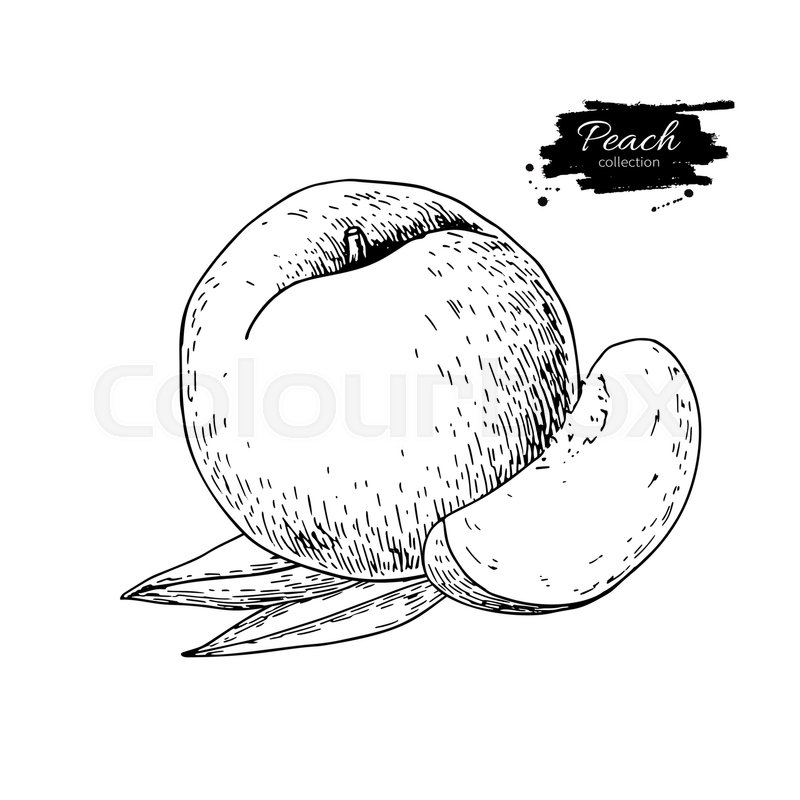 800x800 Peach Vector Drawing. Isolated Hand Drawn Peach, Sliced Pieces And - Peach Sketch