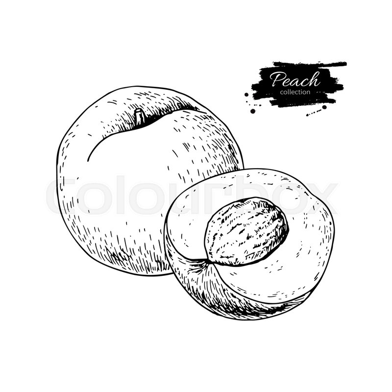 800x800 Peach Vector Drawing. Isolated Hand Drawn Peach And Sliced Pieces - Peach Sketch