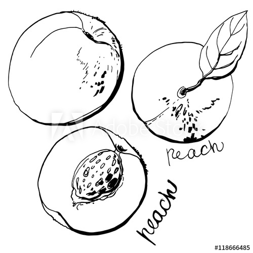 500x500 Peaches Line Drawn On A White Background. Sketch Peach Colors - Peach Sketch