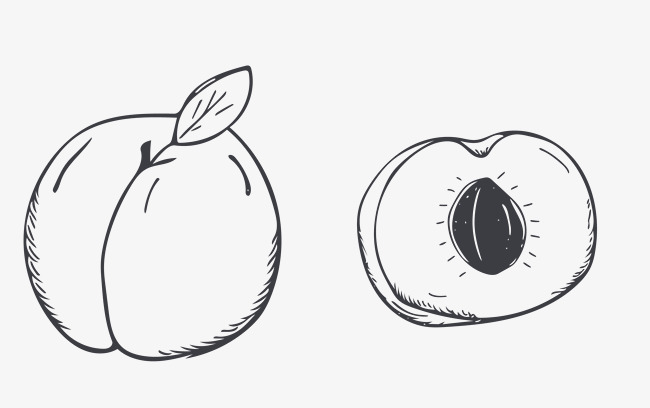650x408 Sketch Peach, Sketch Vector, Sketch, Fruit Png And Vector For Free - Peach Sketch