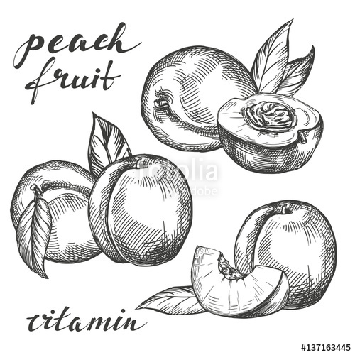 500x500 Fruit Peach Set Hand Drawn Vector Llustration Realistic Sketch - Peach Sketch
