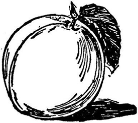 275x244 Fruit And Nut Review - Peach Sketch