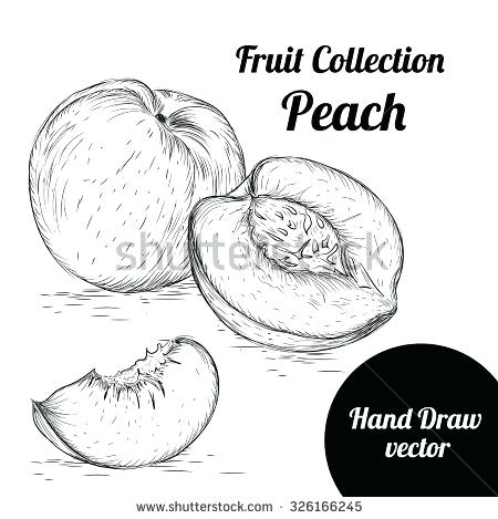 450x469 Hand Drawn Sketch Peach Vintage Food Vector Illustration Coloring - Peach Sketch