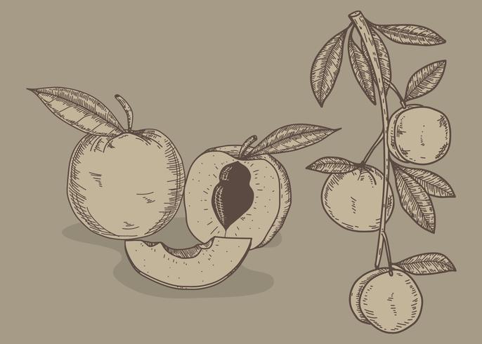 686x490 Peach Hand Drawn Illustration Vector - Peach Tree Sketch
