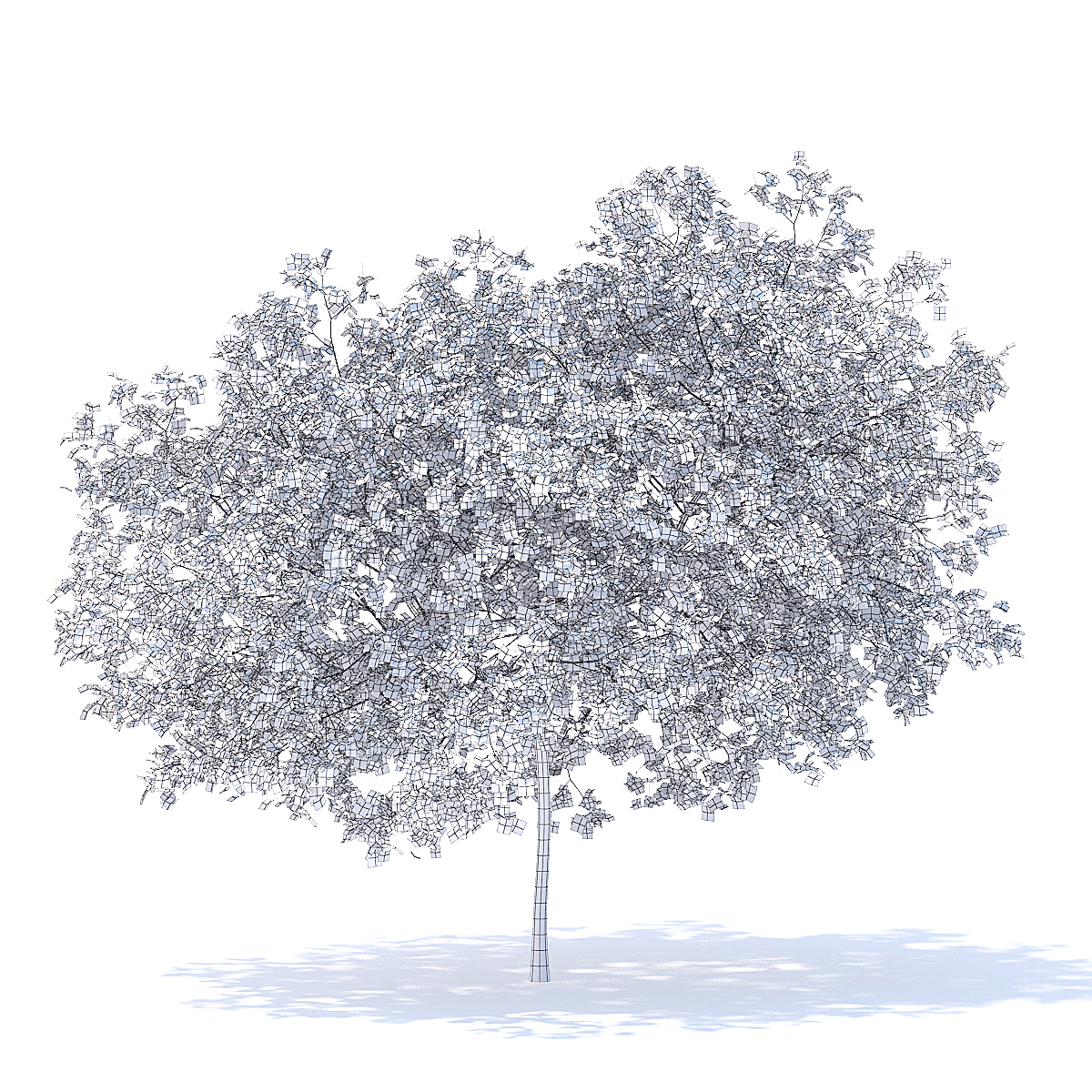 1200x1200 Peach Tree 3d Model 5.8m - Peach Tree Sketch