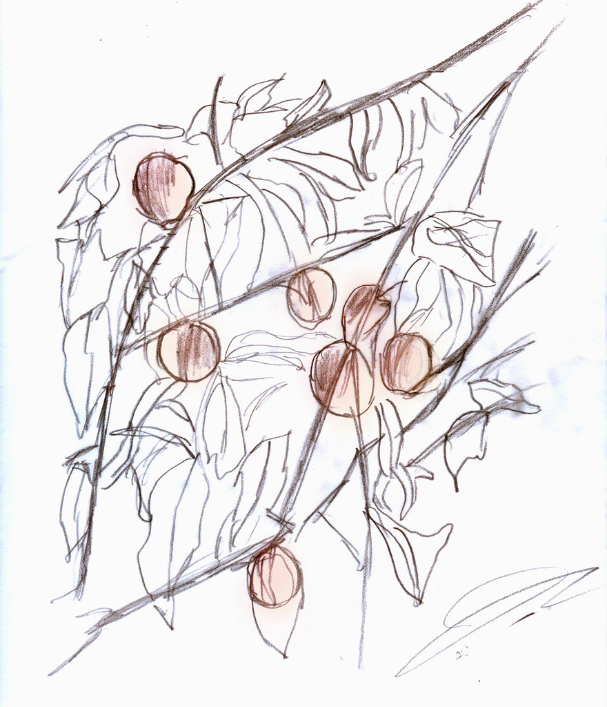 880x1024 Peach Tree Sketch Belonging To The Rosaceae Family, The - Peach Tree Sketch