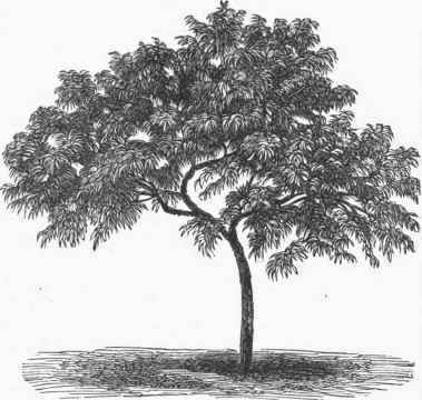 379x360 Peach - Peach Tree Sketch