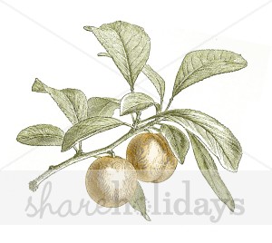 300x268 Sketched Peach Branch Clipart Thanksgiving Clipart Amp Backgrounds - Peach Tree Sketch