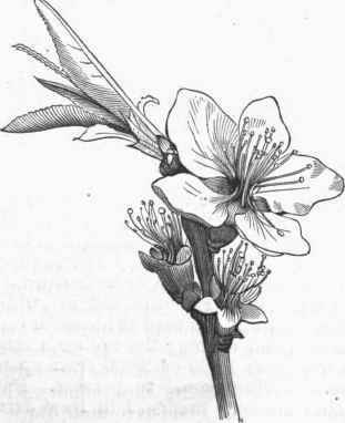 311x382 Peach - Peach Tree Sketch