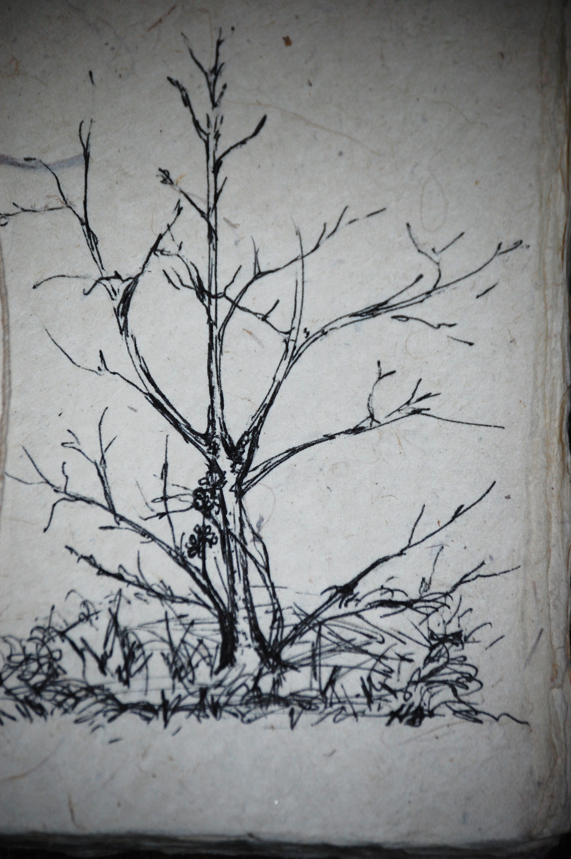 2000x3008 Peach Tree The Full Vine - Peach Tree Sketch