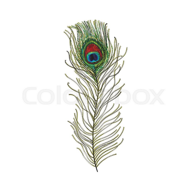 800x800 Hand Drawn Peacock Tail Bird Feather, Sketch Style Vector - Peacock Bird Sketch
