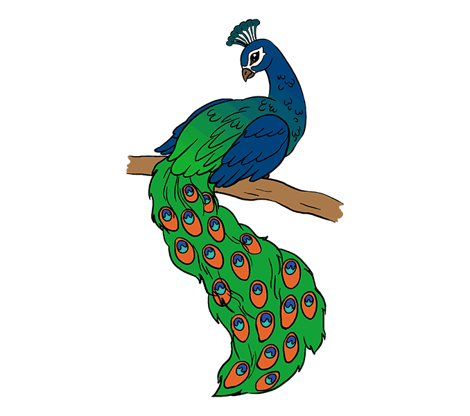678x600 How To Draw A Peacock In A Few Easy Steps Easy Drawing Guides - Peacock Bird Sketch