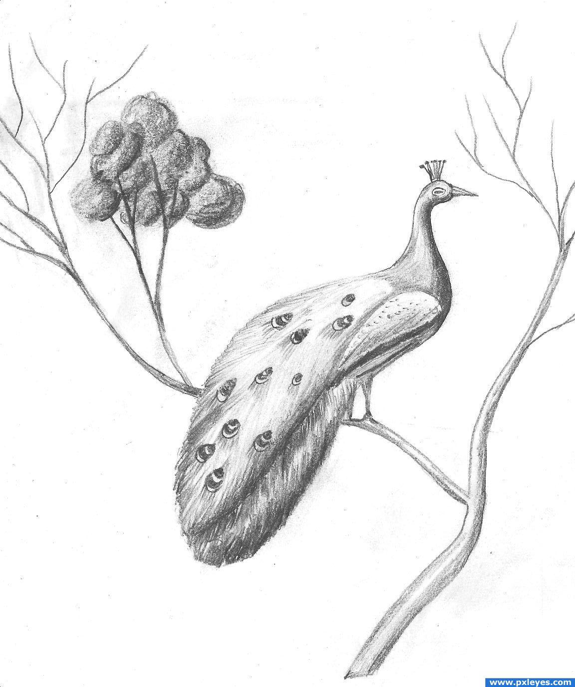 1152x1376 Peacock Bird Drawing - Peacock Bird Sketch